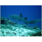 nurse shark.jpg